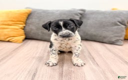 Dalmatian dogs for sale: Checkers - Image 5