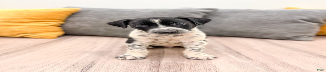 Checkers