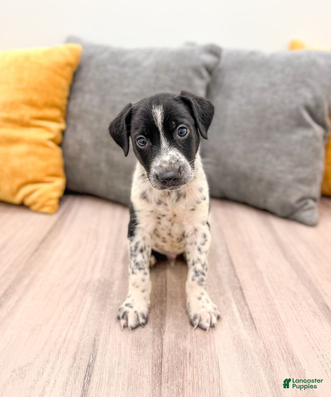 Dalmatian dogs for sale: Checkers - Image 5