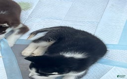 Siberian Husky dogs for sale: Skunky - Image 5