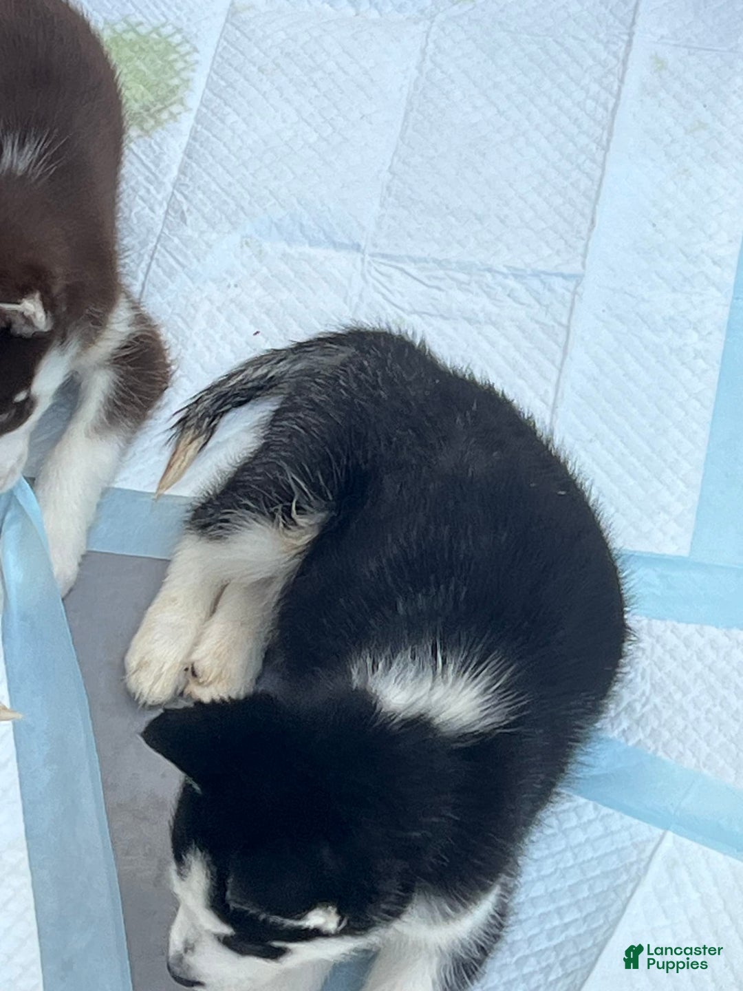 Siberian Husky dogs for sale: Skunky - Image 5