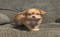 Yorkiepoo dogs for sale: Tinker Bell - Image 5