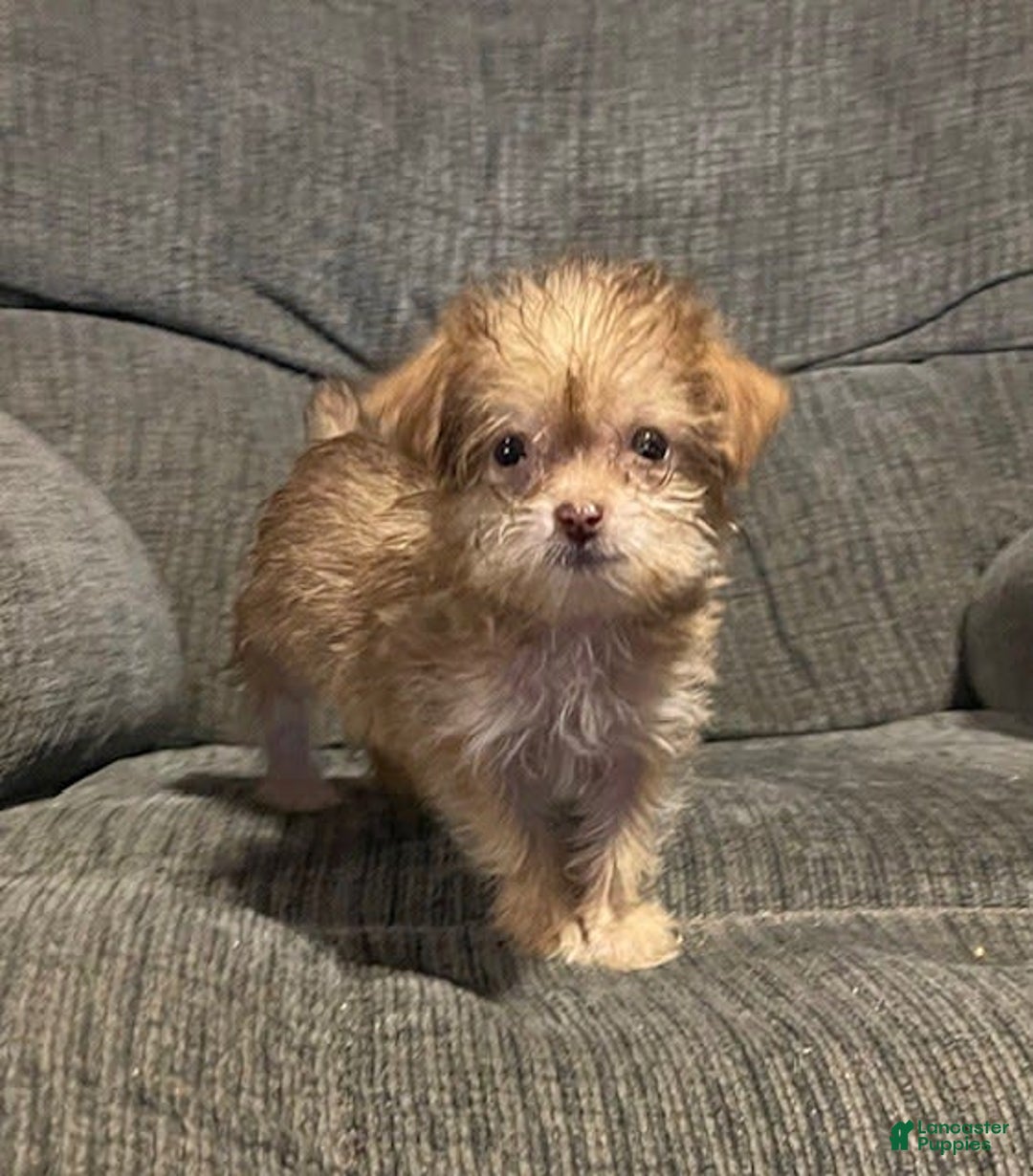 Yorkiepoo dogs for sale: Tinker Bell - Image 5