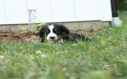 Bernese Mountain Dog dogs for sale: Suse - Image 1