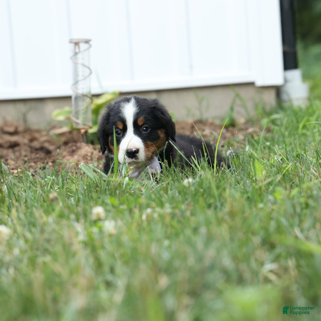 Bernese Mountain Dog dogs for sale: Suse - Image 1