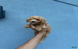 Toy Poodle dogs for sale: Carl - Image 2