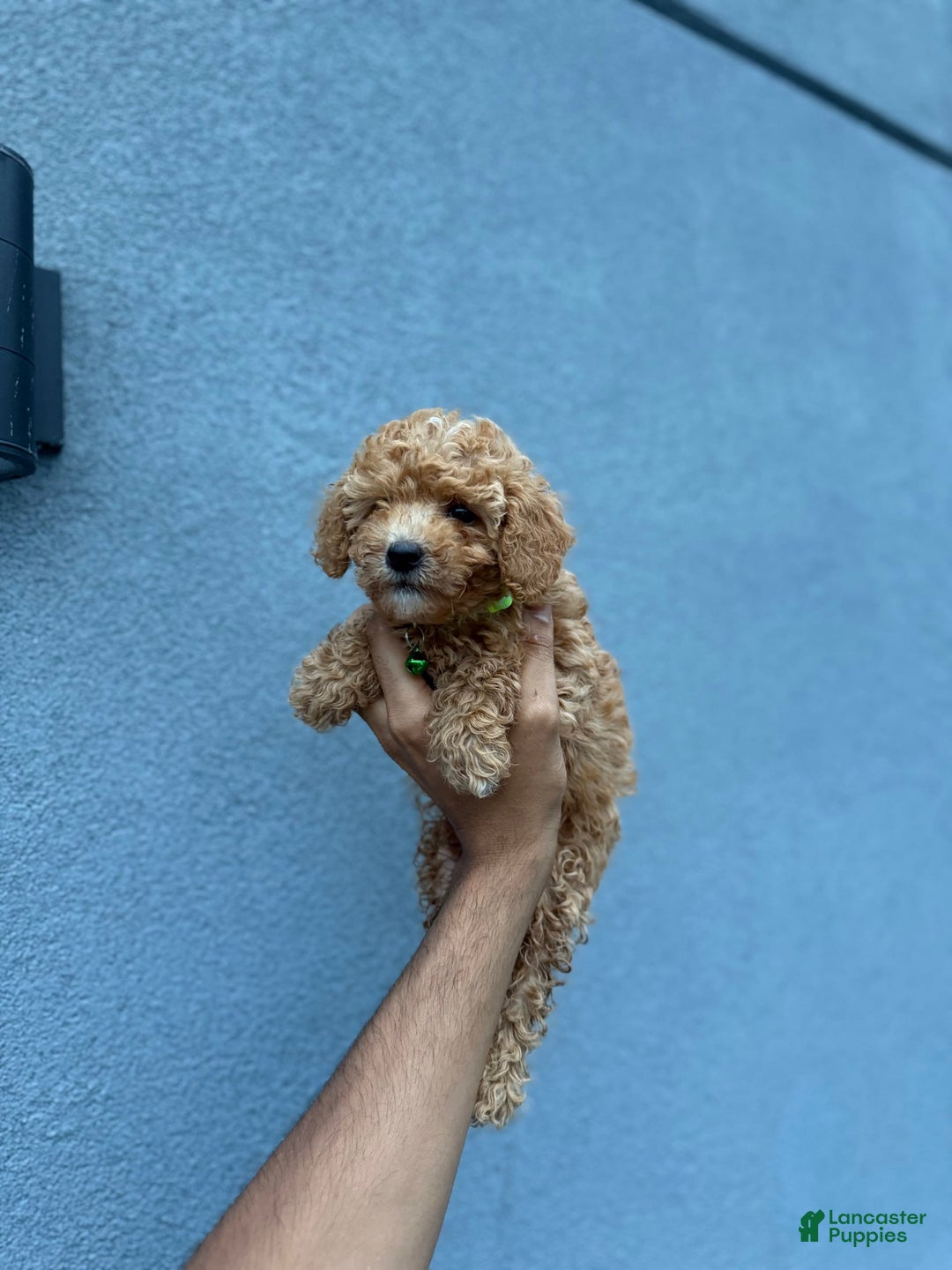 Toy Poodle dogs for sale: Carl - Image 2