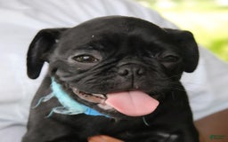 Pug dogs for sale: Jax - Image 6