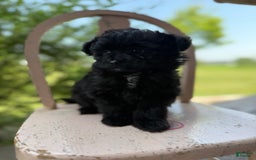 Pomapoo dogs for sale: Maddy - Image 6