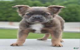 Frenchton dogs for sale: Milo Fluffy - Image 16
