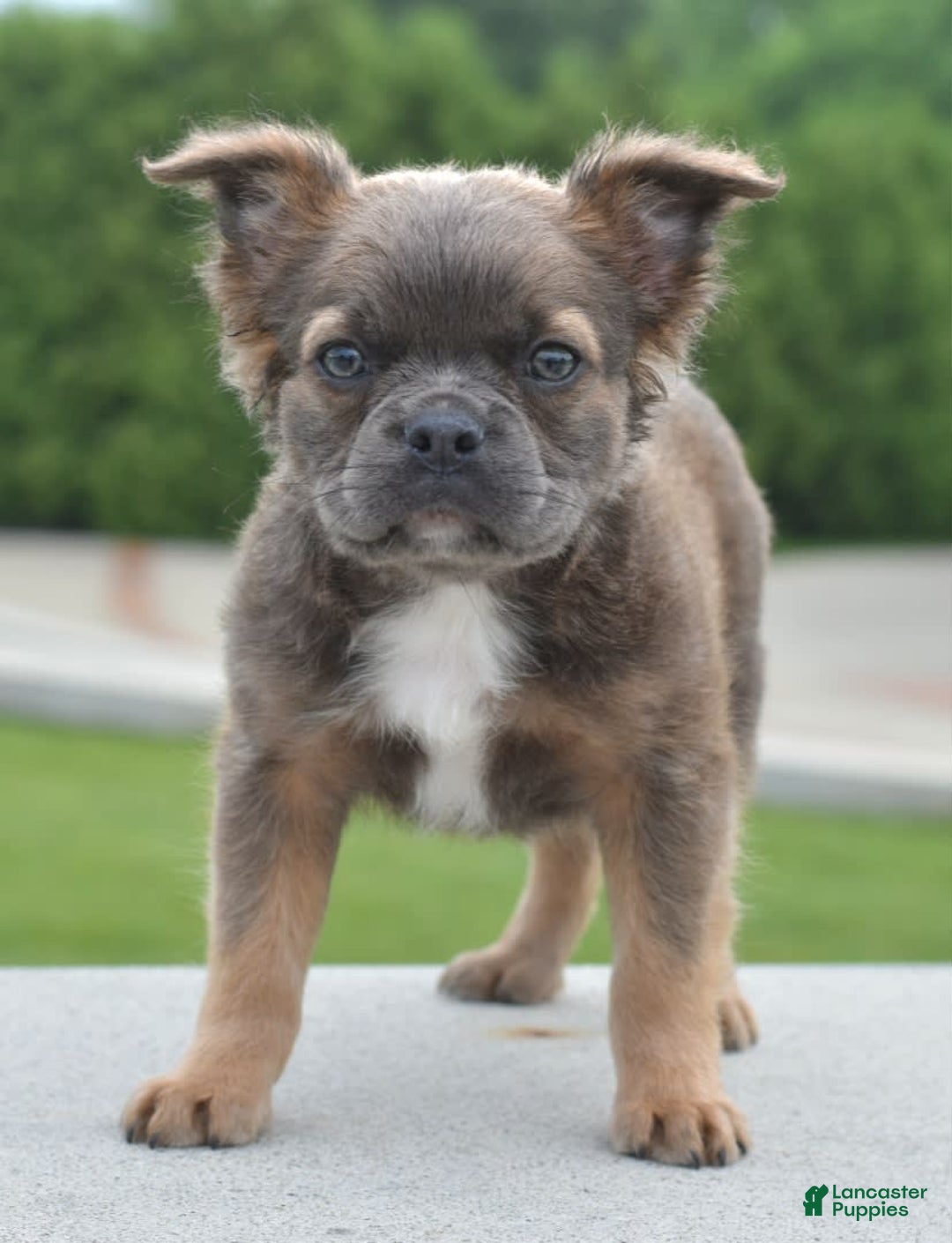 Frenchton dogs for sale: Milo Fluffy - Image 16
