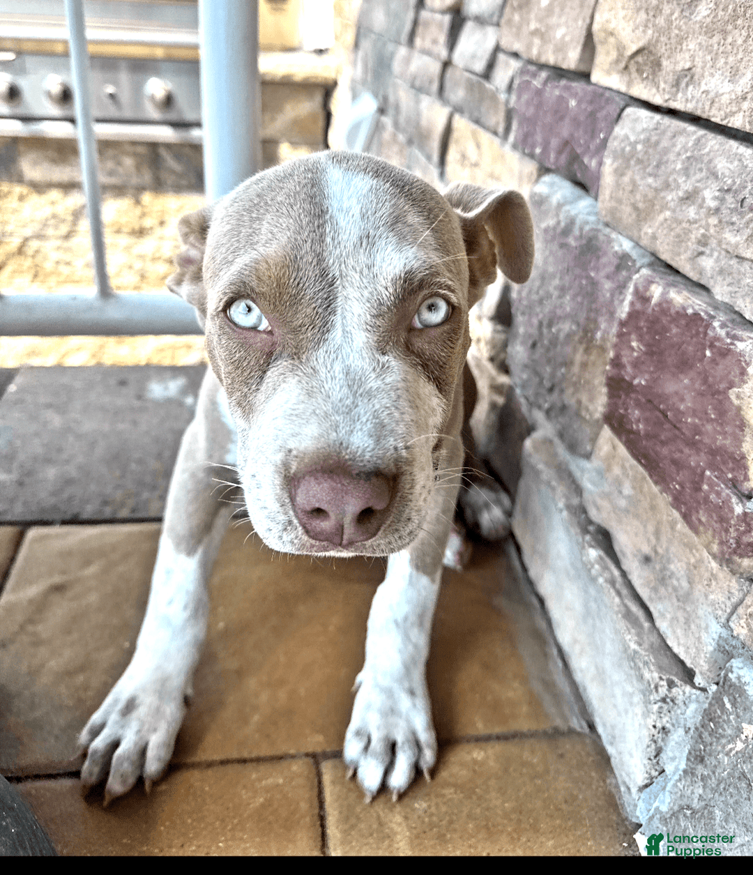 American Bully dogs for sale: "   Al Pacino" - Image 3