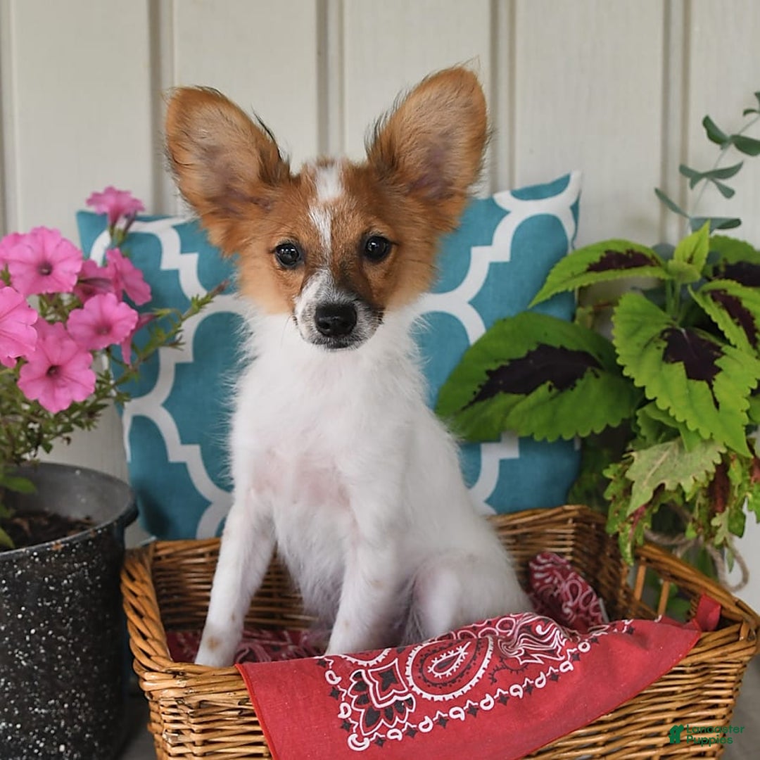 Papillon dogs for sale: Bella - Image 6