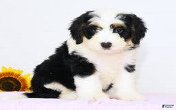 Mini Bernedoodle dogs for sale: Joy - Image 5