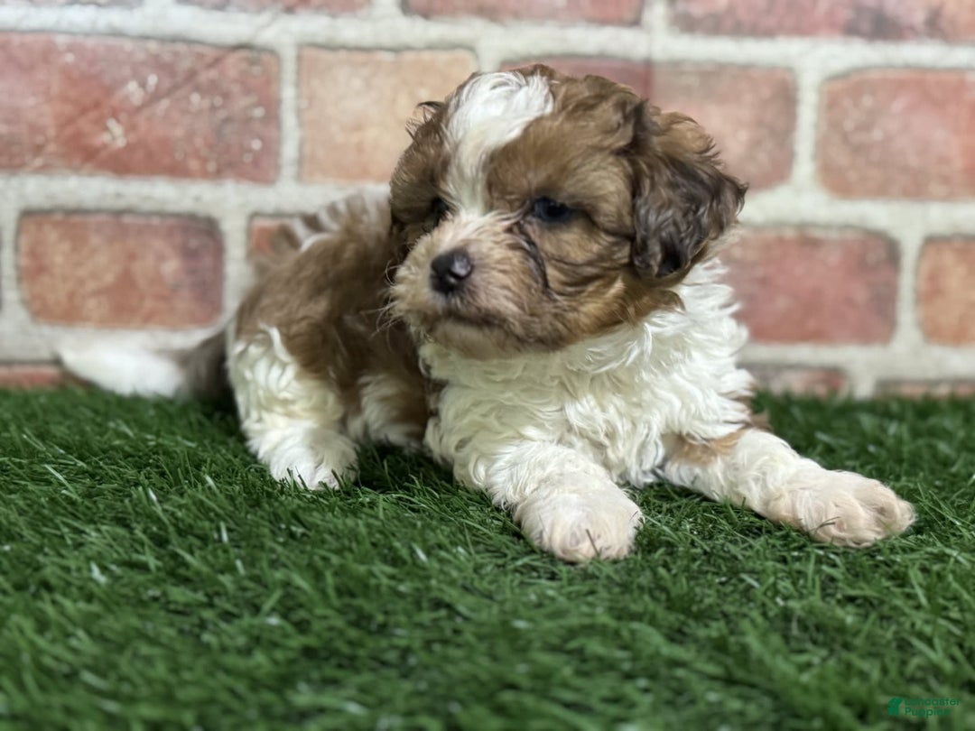 Shihpoo dogs for sale: Biscuit - Image 3