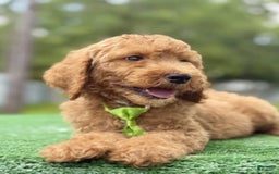 Goldendoodle dogs for sale: Eric - Image 4