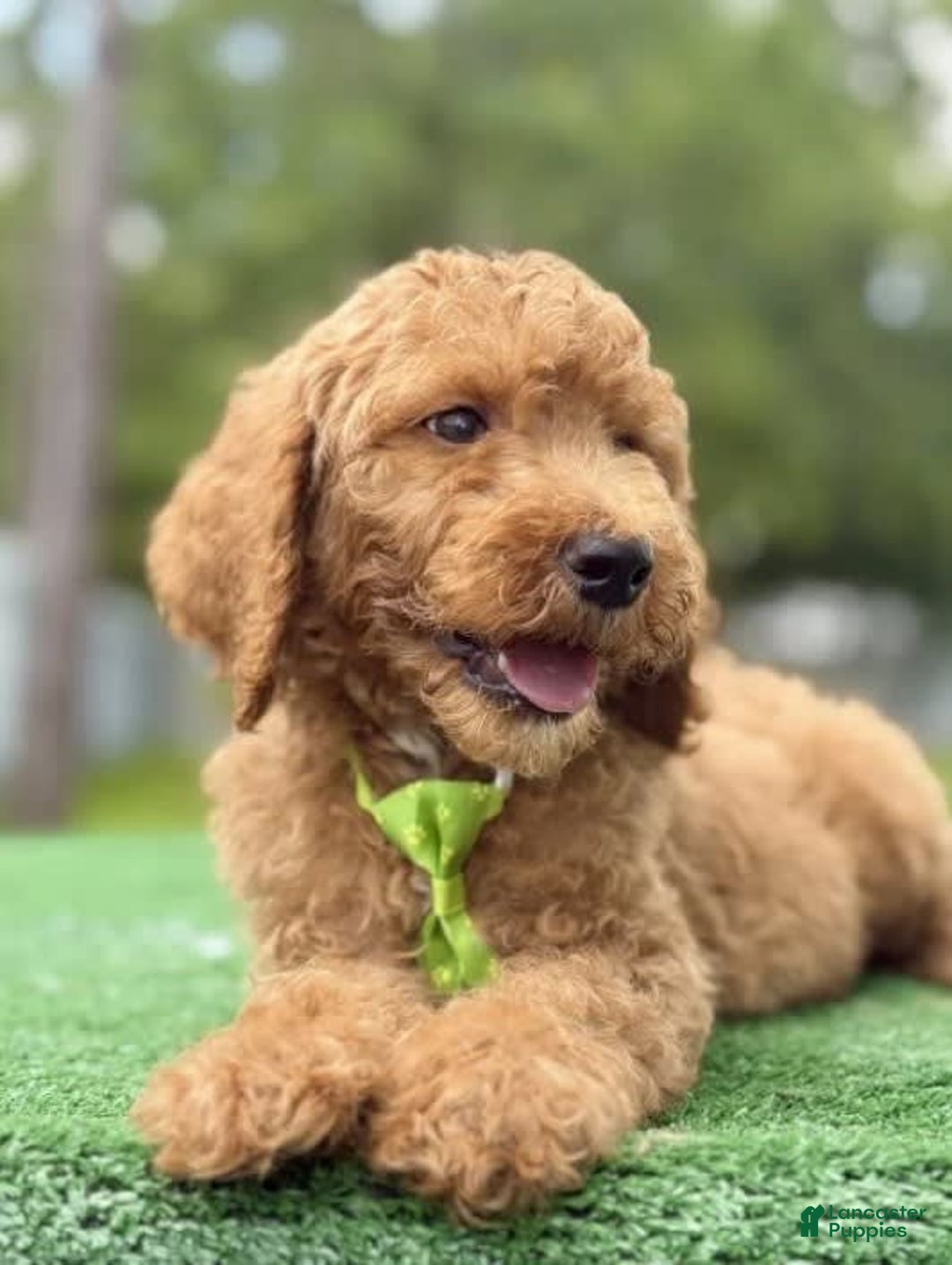 Goldendoodle dogs for sale: Eric - Image 4