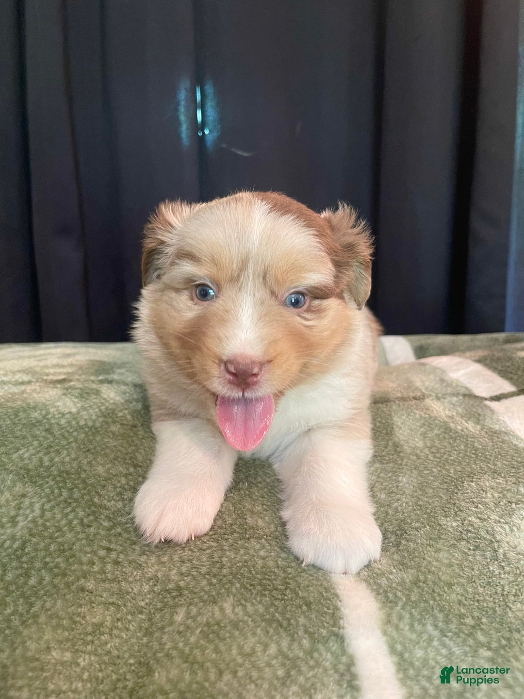 Australian Shepherd dogs for sale: Skipper - Image 1