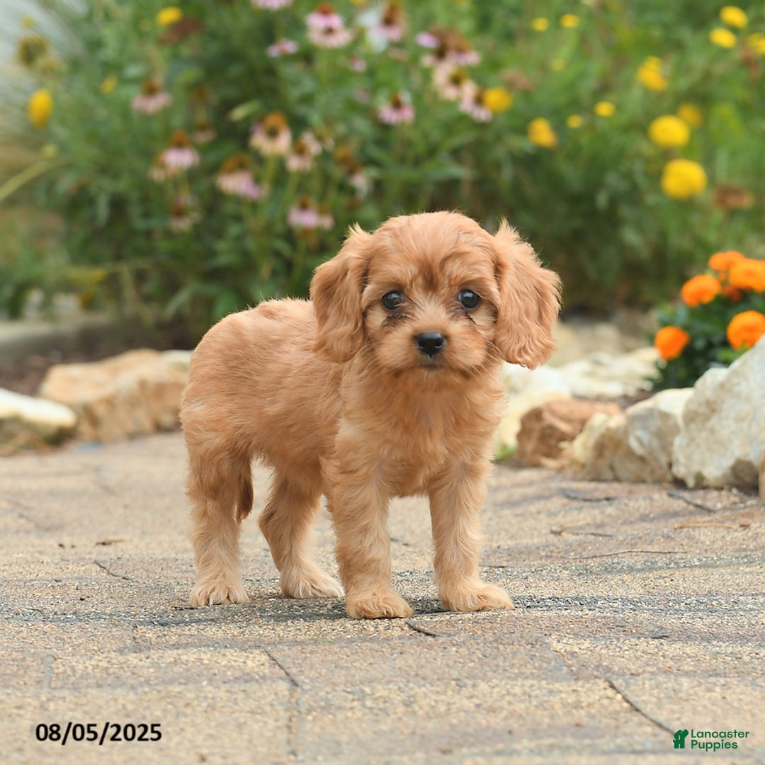 Cavapoo dogs for sale: Aspen - Image 3