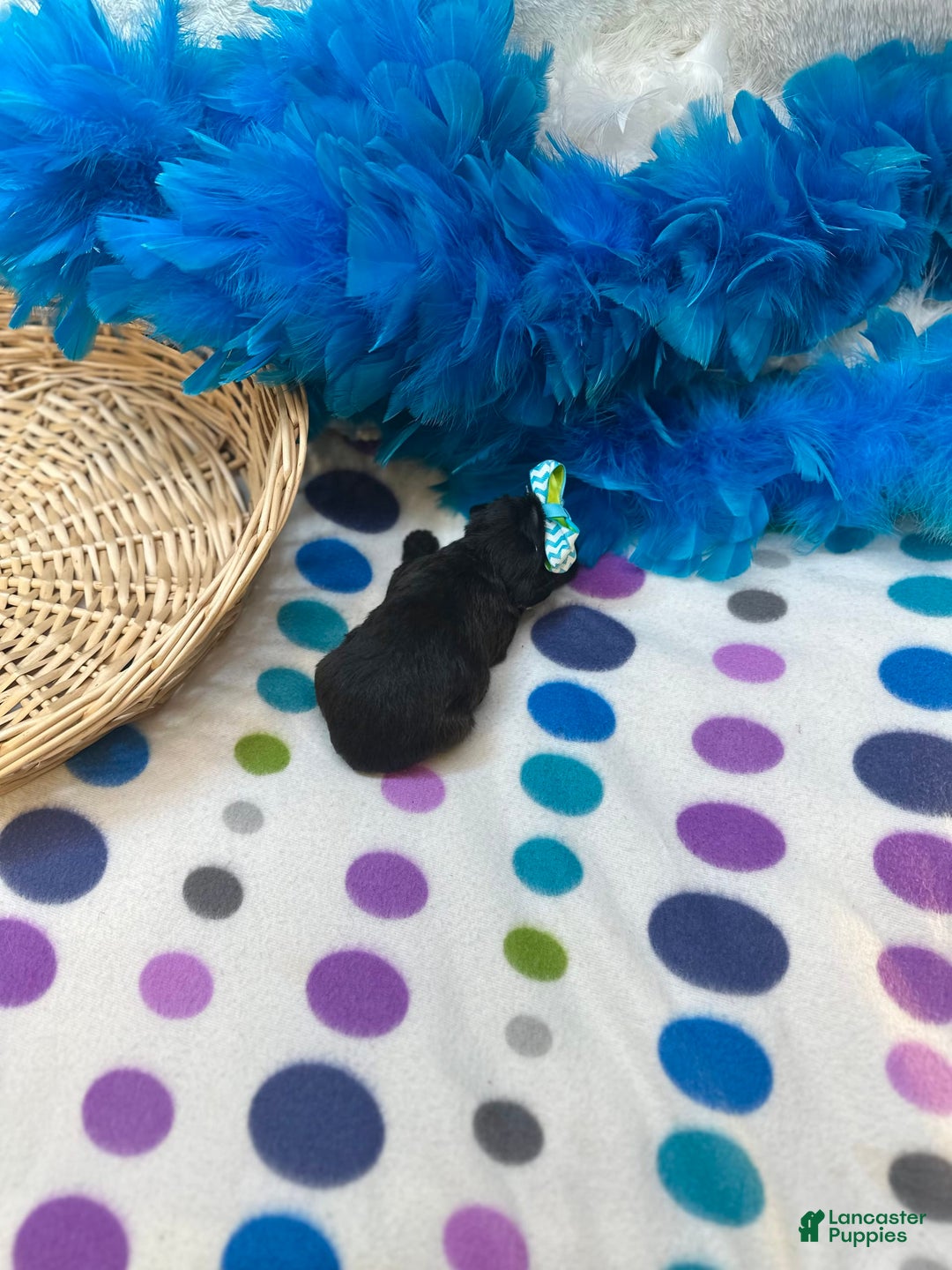Morkie dogs for sale: Penelope - Image 7