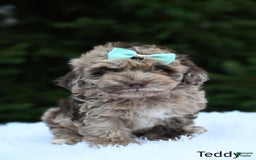 Havapoo dogs for sale: Havapoo 6 puppies - Image 10