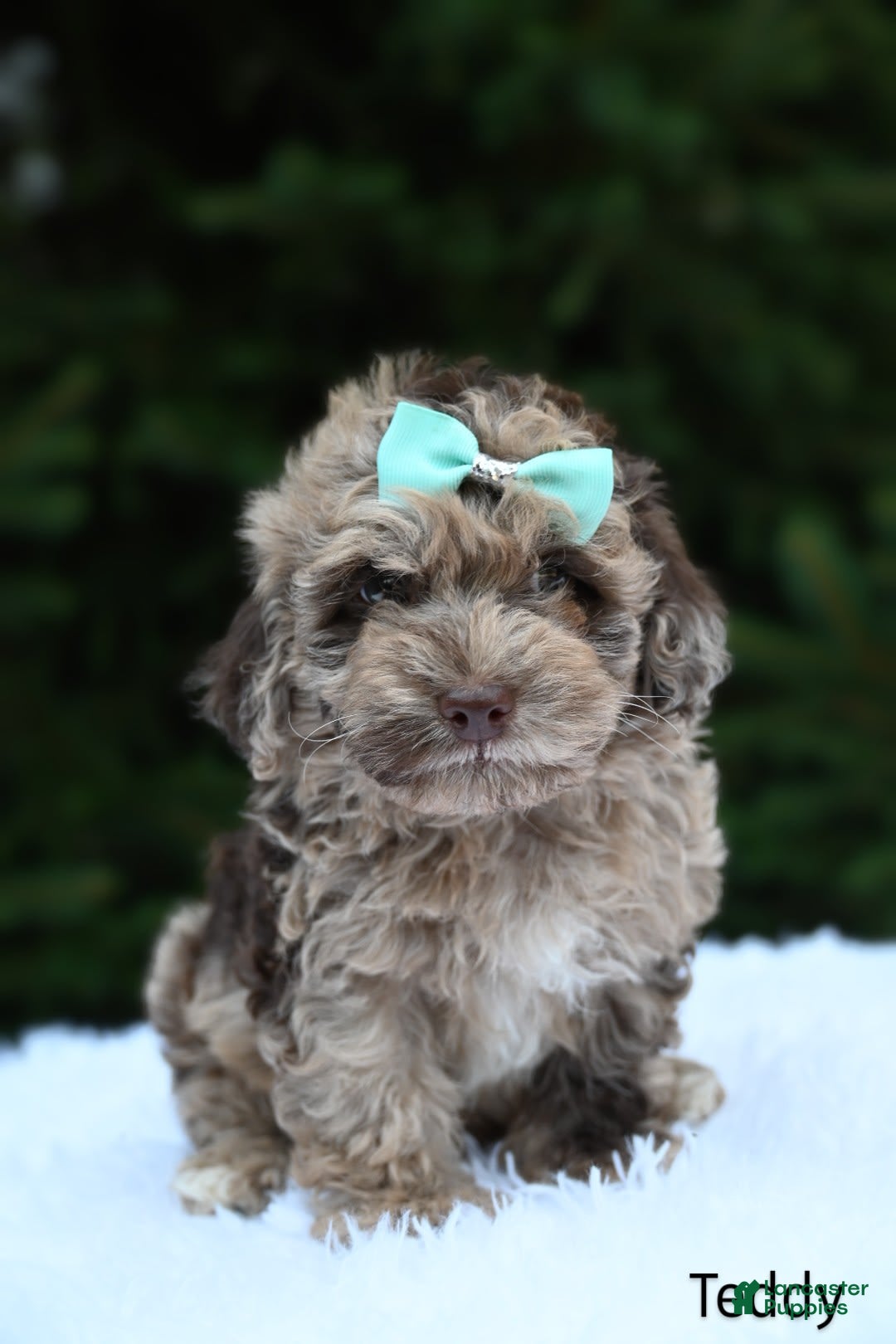 Havapoo dogs for sale: Havapoo 6 puppies - Image 10