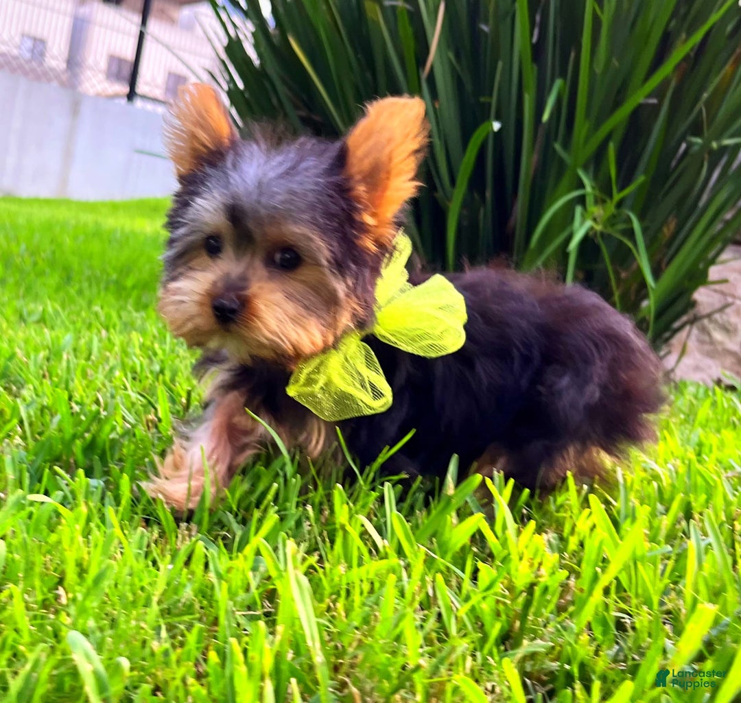 Yorkshire Terrier dogs for sale: Jeff - Image 3