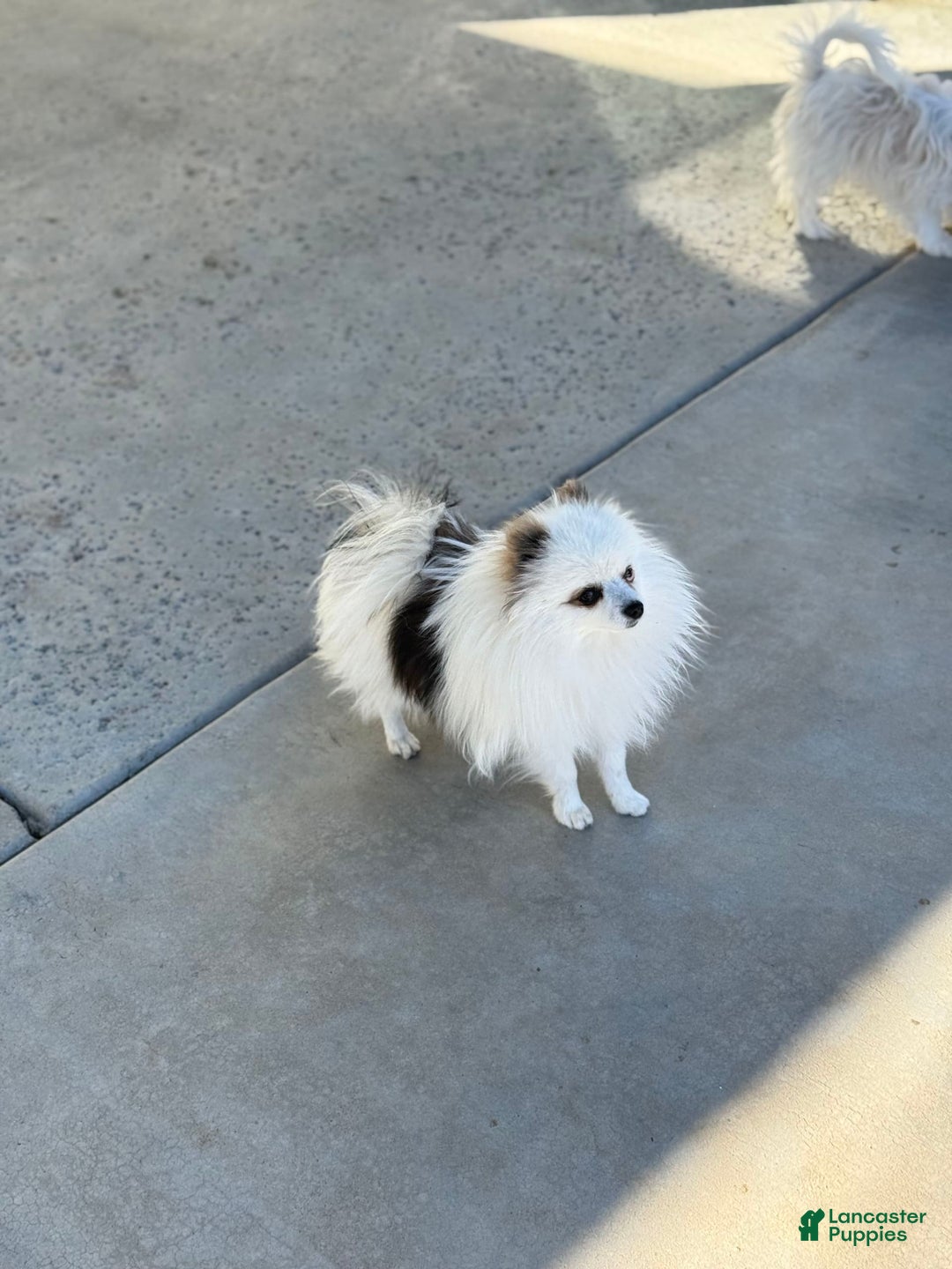 Pomeranian dogs for sale: Frankie - Image 5
