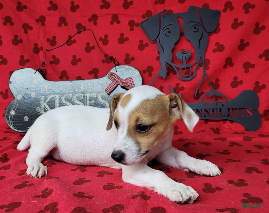 Jack Russell Terrier dogs for sale: June Broken Coat Jrt - Image 2