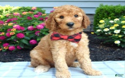 Standard Poodle dogs for sale: Diesel - Image 1
