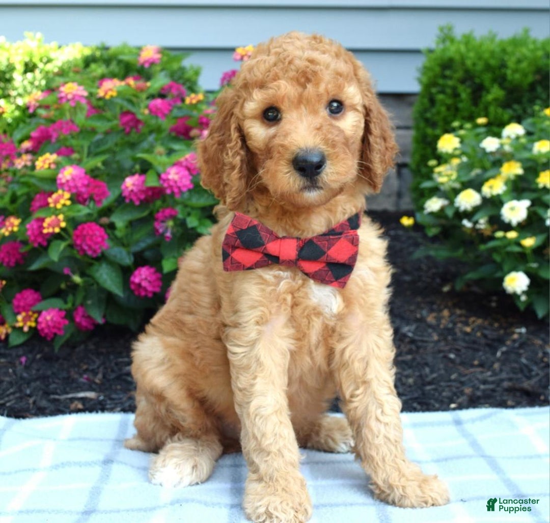 Standard Poodle dogs for sale: Diesel - Image 1