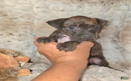 Miniature Pinscher dogs for sale: Hattie - Image 2
