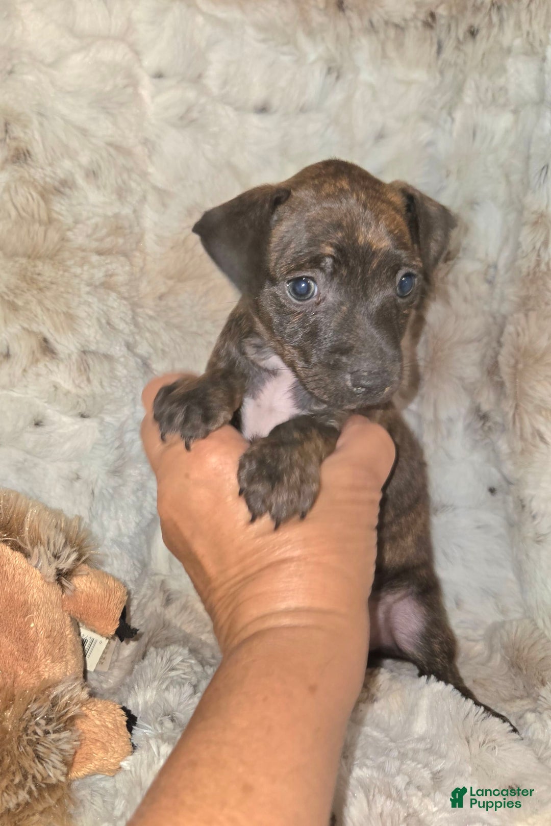 Miniature Pinscher dogs for sale: Hattie - Image 2