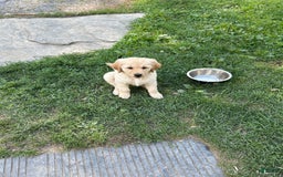 Golden Retriever dogs for sale: Beatrice - Image 1