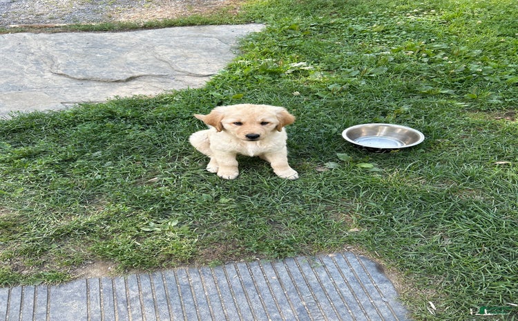 Golden Retriever dogs for sale - Ad 1