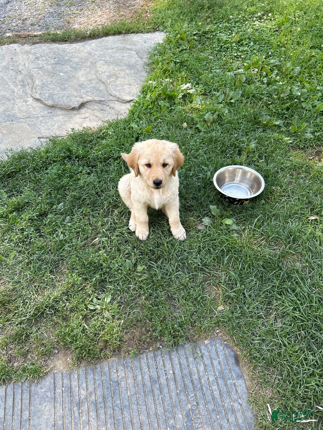 Golden Retriever dogs for sale: Beatrice - Image 1