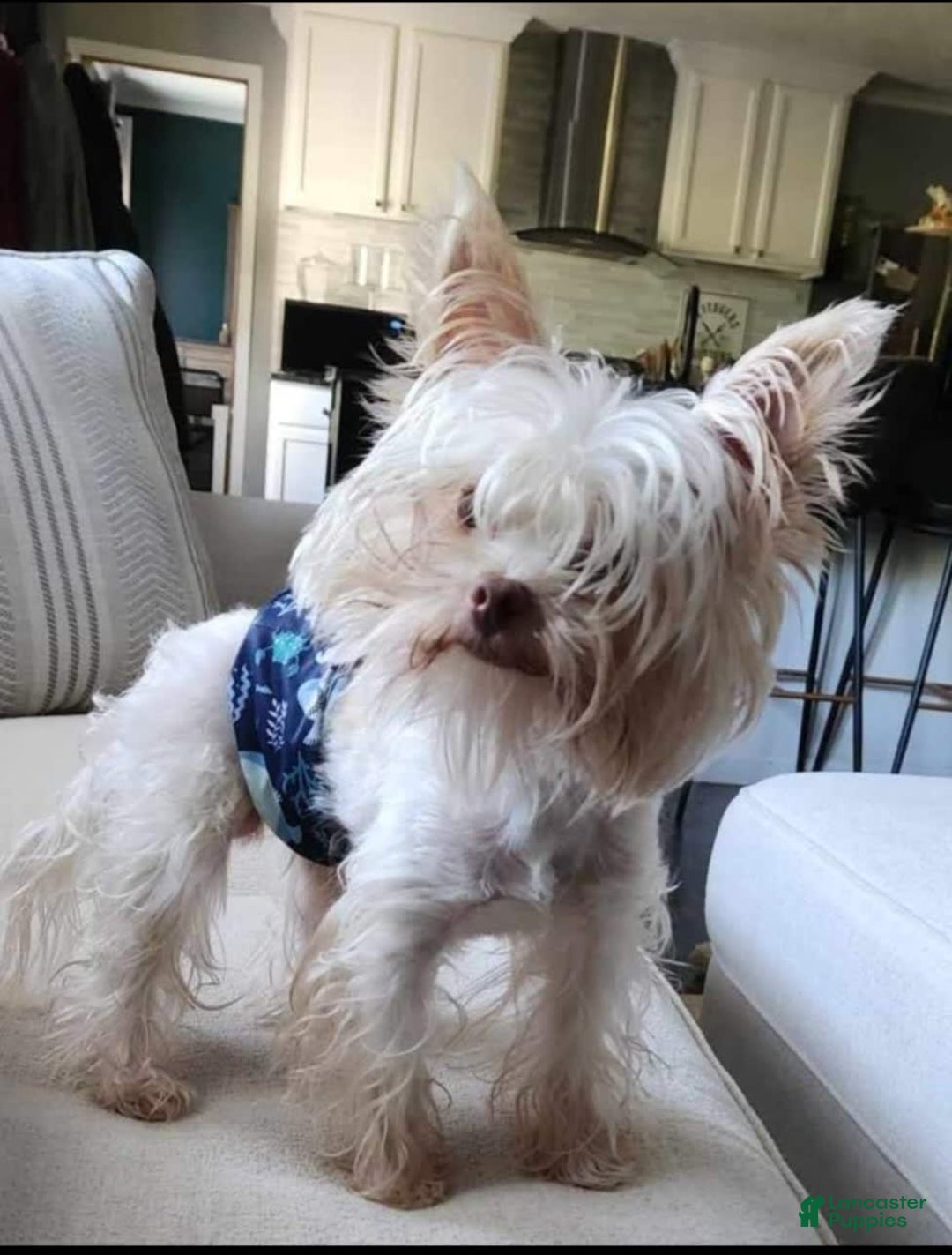 Yorkshire Terrier dogs for sale: Dixon - Image 4
