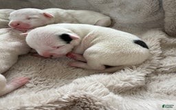 Dogo Argentino dogs for sale: M5 - Image 4
