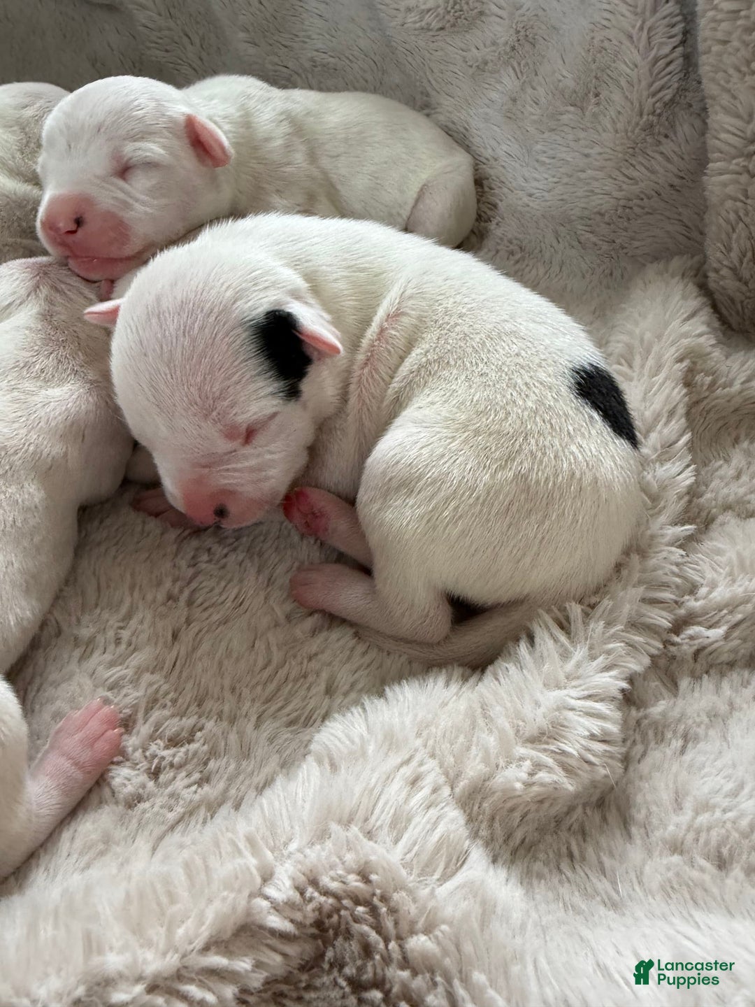 Dogo Argentino dogs for sale: M5 - Image 4