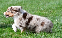 Australian Shepherd dogs for sale: Australian Shepherd 7 puppies - Image 18