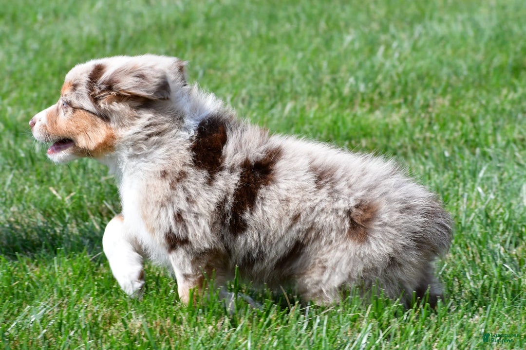 Australian Shepherd dogs for sale: Australian Shepherd 7 puppies - Image 18