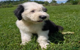 Old English Sheepdog dogs for sale: Floofy - Image 4