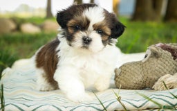 Shih Tzu dogs for sale: Raleigh - Image 2