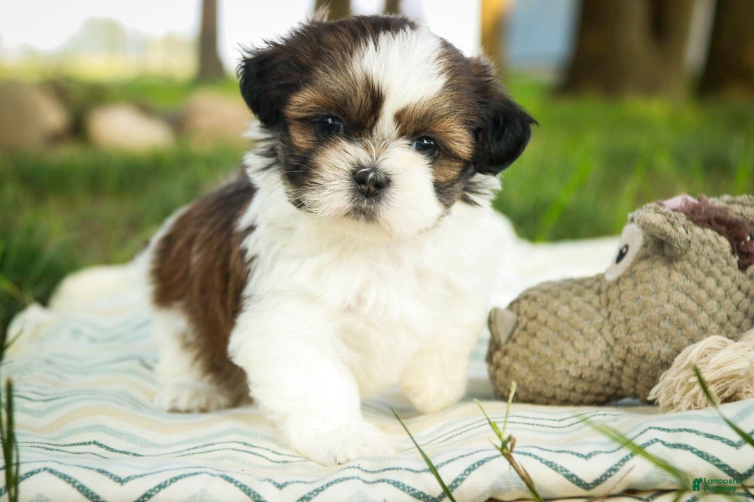 Shih Tzu dogs for sale: Raleigh - Image 2