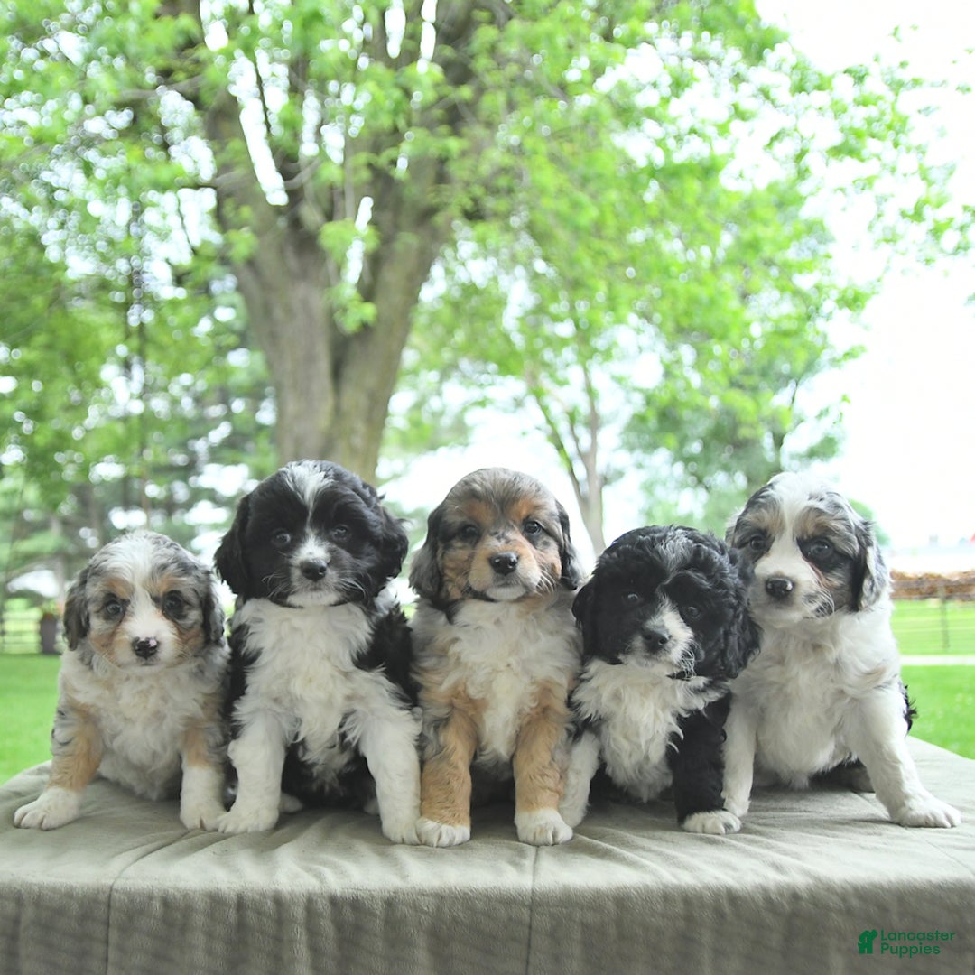 Mini Aussiedoodle dogs for sale: Walker - Image 9