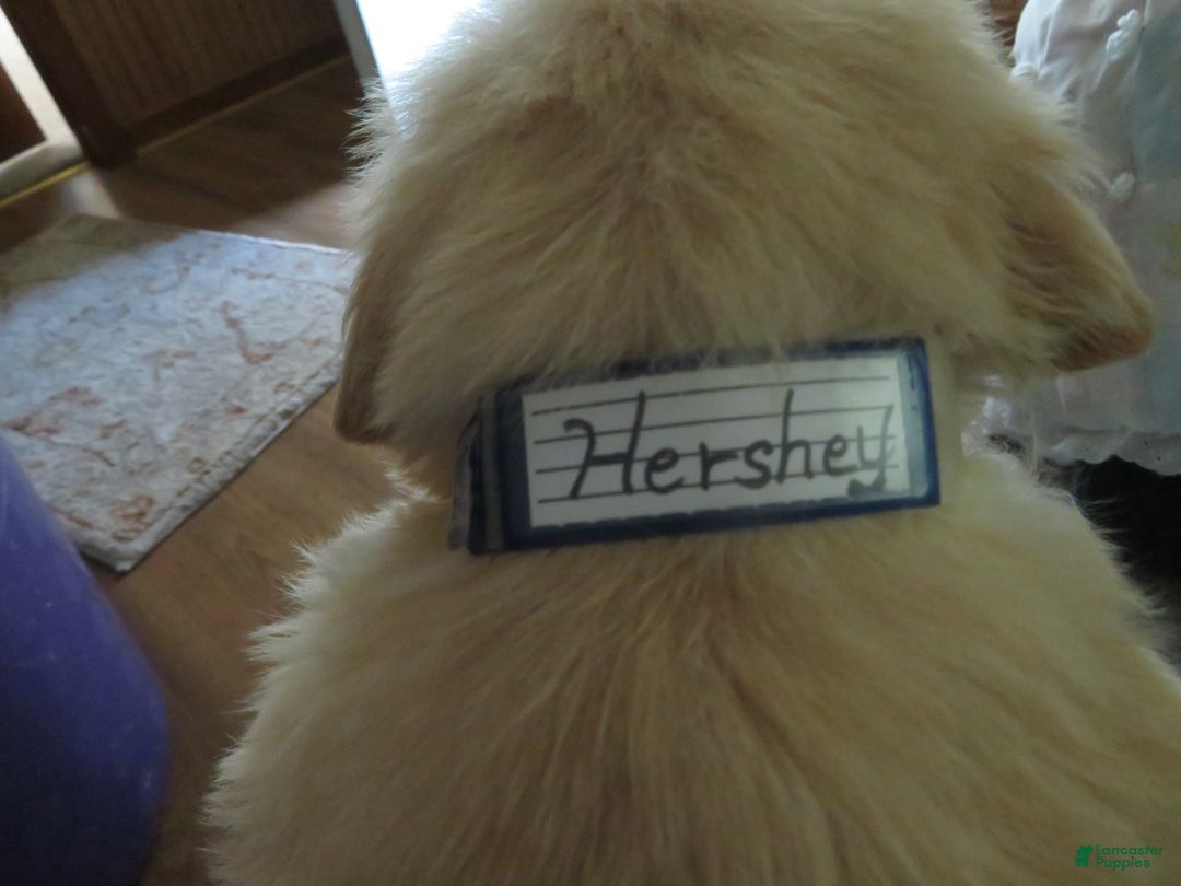 Golden Retriever dogs for sale: Hershey - Image 8