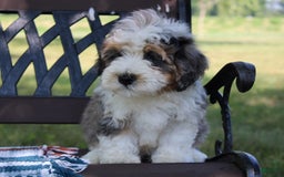 Mini Bernedoodle dogs for sale: Luke - Image 17