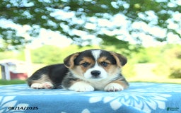 Welsh Corgi Pembroke dogs for sale: Max - Image 3