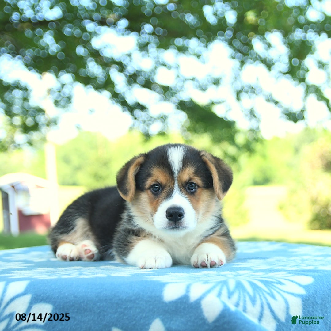 Welsh Corgi Pembroke dogs for sale: Max - Image 3