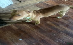 American Pit Bull Terrier dogs for sale: Ginger - Image 1